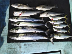 東京湾探釣隊ぼっち 釣果