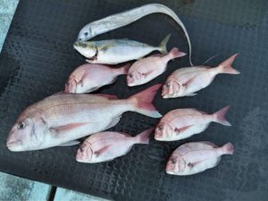 東京湾探釣隊ぼっち 釣果