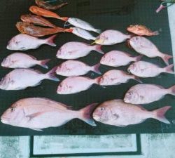 東京湾探釣隊ぼっち 釣果