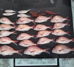 東京湾探釣隊ぼっち 釣果