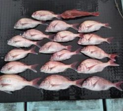 東京湾探釣隊ぼっち 釣果