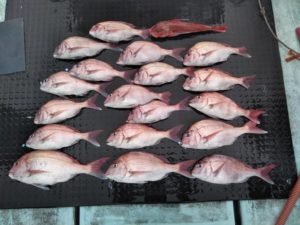 東京湾探釣隊ぼっち 釣果