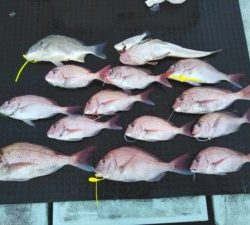 東京湾探釣隊ぼっち 釣果