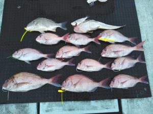 東京湾探釣隊ぼっち 釣果