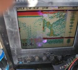 東京湾探釣隊ぼっち 釣果