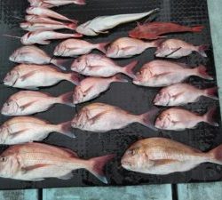 東京湾探釣隊ぼっち 釣果