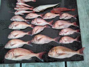 東京湾探釣隊ぼっち 釣果