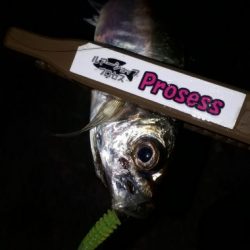 へしゃげて喰わすことができるトレモロAJ【がまかつ LUXXE宵姫　インプレッション】