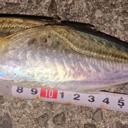 宵姫トレモロAJはお魚に大人気！【がまかつ LUXXE宵姫　インプレッション】