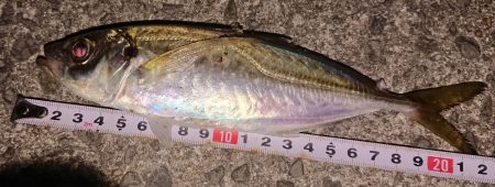 宵姫トレモロAJはお魚に大人気！【がまかつ LUXXE宵姫　インプレッション】