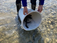 秩父フライフィールド 釣果