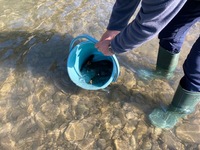 秩父フライフィールド 釣果