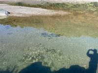 秩父フライフィールド 釣果