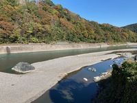 秩父フライフィールド 釣果