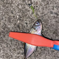 カットすると豆アジに丁度いいトレモロAJ2.6インチ【がまかつ LUXXE宵姫　インプレッション】