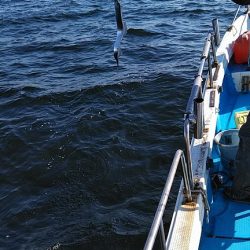 フィッシングガイド りょう 釣果