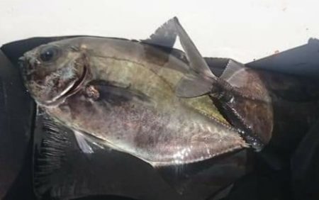 しば渡船 釣果