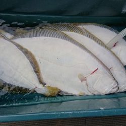 小樽港遊漁船SHAKE 釣果