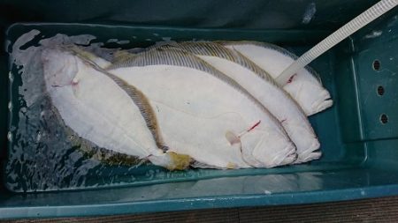 小樽港遊漁船SHAKE 釣果