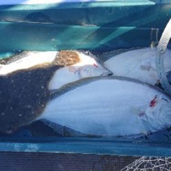 小樽港遊漁船SHAKE 釣果