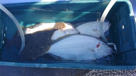 小樽港遊漁船SHAKE 釣果