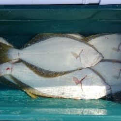 小樽港遊漁船SHAKE 釣果