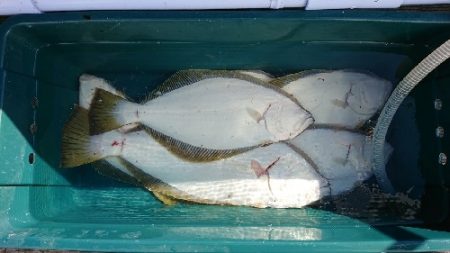 小樽港遊漁船SHAKE 釣果