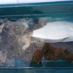 小樽港遊漁船SHAKE 釣果