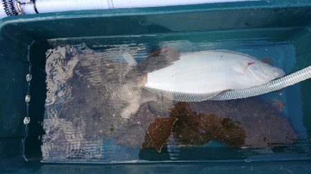 小樽港遊漁船ＳＨＡＫＥ 釣果