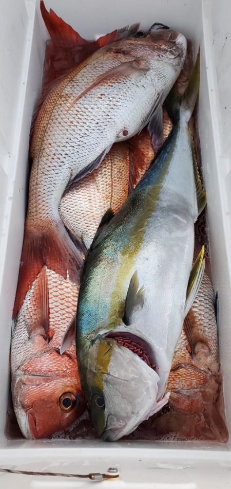 LUSTER『ラスター』 釣果