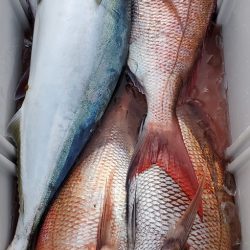 LUSTER『ラスター』 釣果