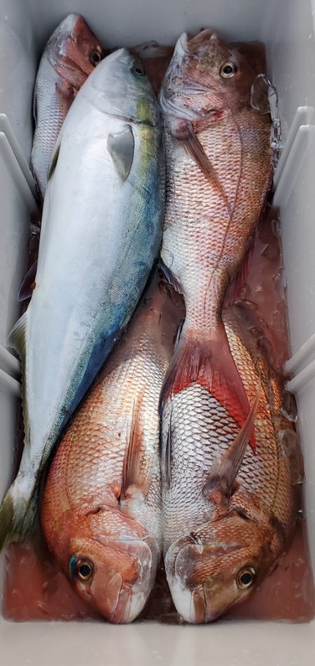 LUSTER『ラスター』 釣果