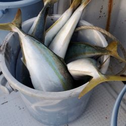 LUSTER『ラスター』 釣果