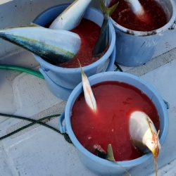 LUSTER『ラスター』 釣果