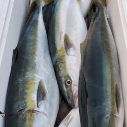 LUSTER『ラスター』 釣果