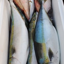 LUSTER『ラスター』 釣果