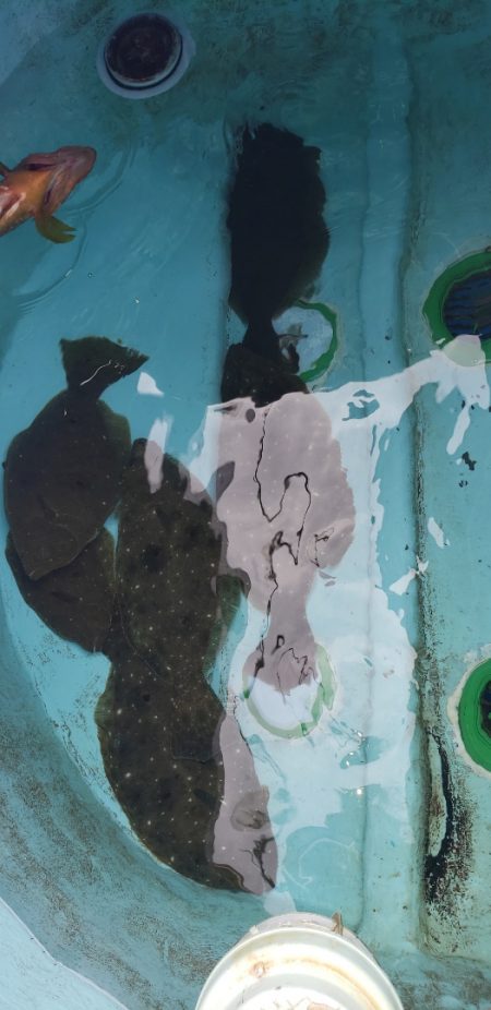 海龍丸（石川） 釣果