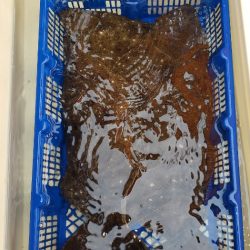 海龍丸（石川） 釣果