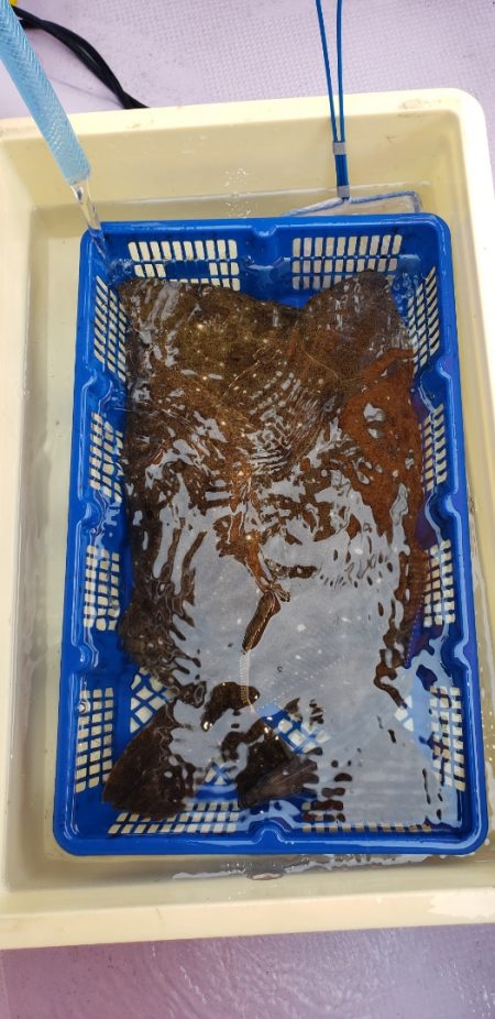 海龍丸（石川） 釣果