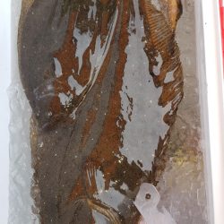 海龍丸（石川） 釣果