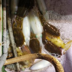 海龍丸（石川） 釣果