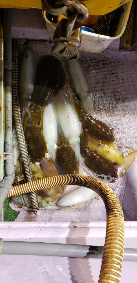 海龍丸（石川） 釣果