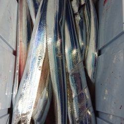 シースナイパー海龍 釣果