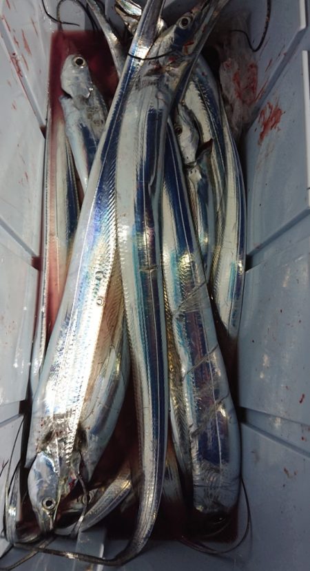 シースナイパー海龍 釣果