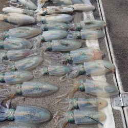 ブルースフィッシングサービス 釣果