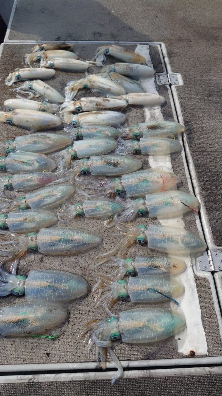 ブルースフィッシングサービス 釣果