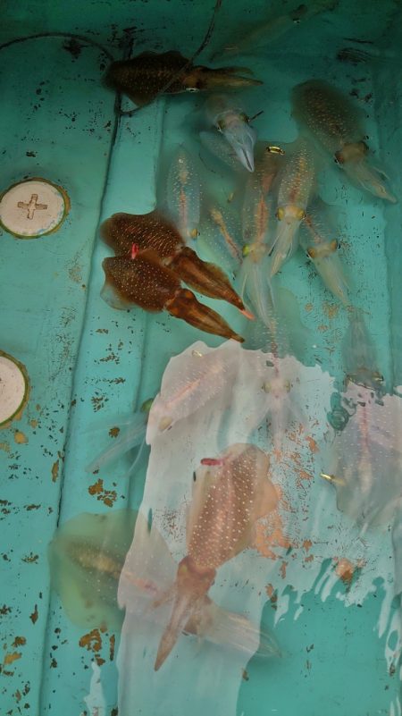 ブルースフィッシングサービス 釣果