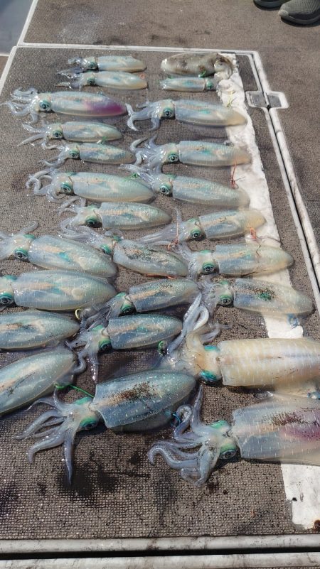 ブルースフィッシングサービス 釣果