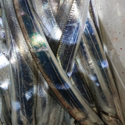 シースナイパー海龍 釣果