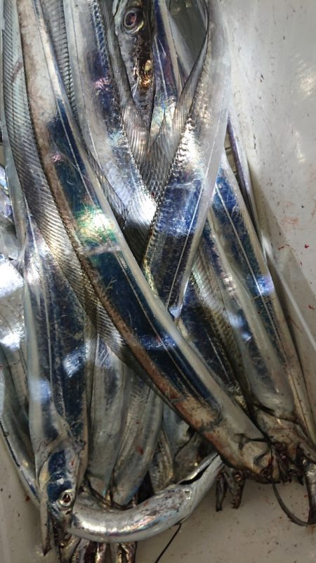 シースナイパー海龍 釣果